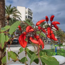 Flowers in Altea